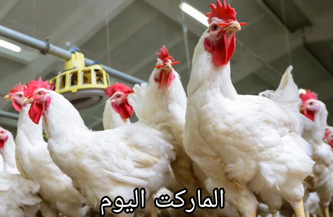 اسعار الفراخ البيضاء اليوم الثلاثاء 6 أغسطس 2024