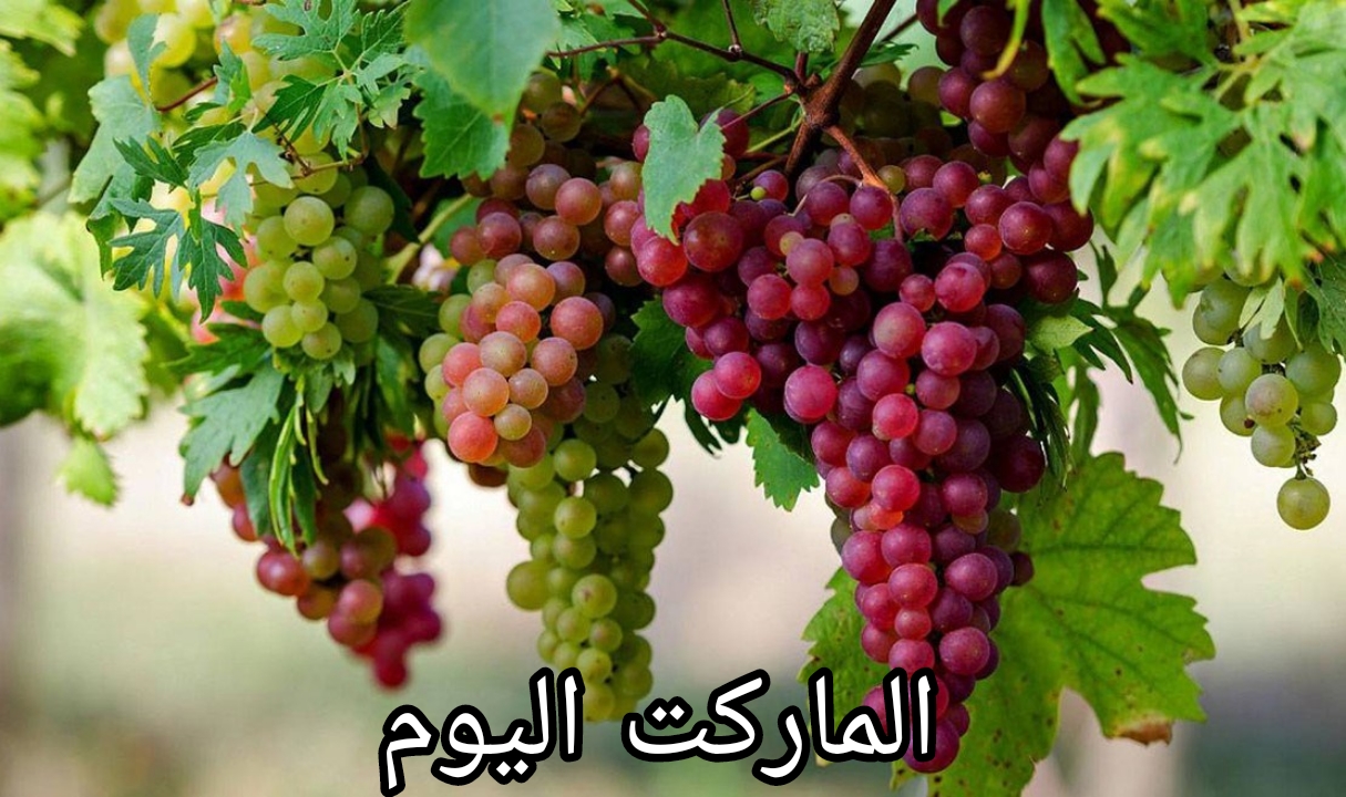 صادرات مصر من العنب ترتفع لنحو 150 مليون دولار في شهر مايو الماضي