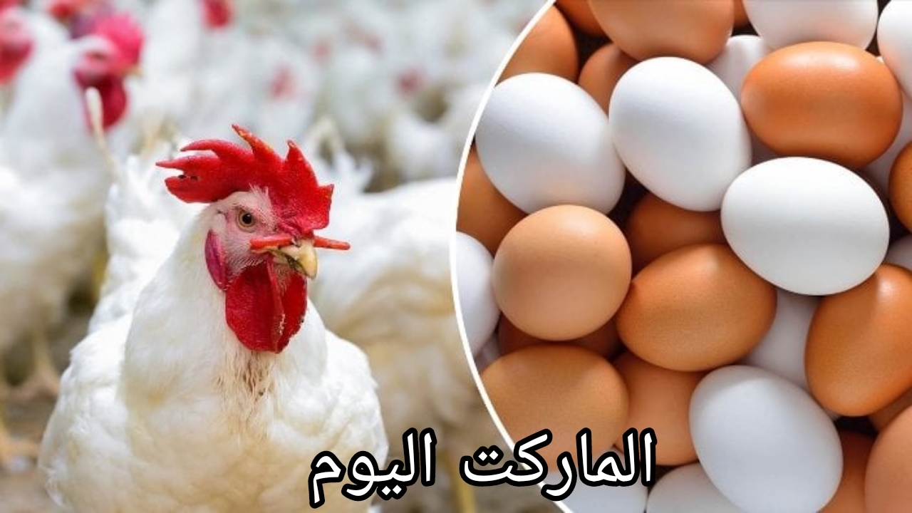 كيلو الساسو بكام؟.. أسعار الدواجن والبيض اليوم الخميس 8 أغسطس 2024