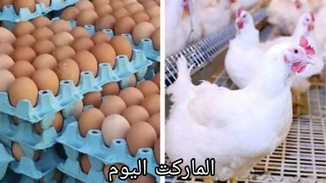 في بداية تعاملات اليوم انخفاض جديد.. أسعار الدواجن والبيض اليوم الجمعة 9 أغسطس 2024