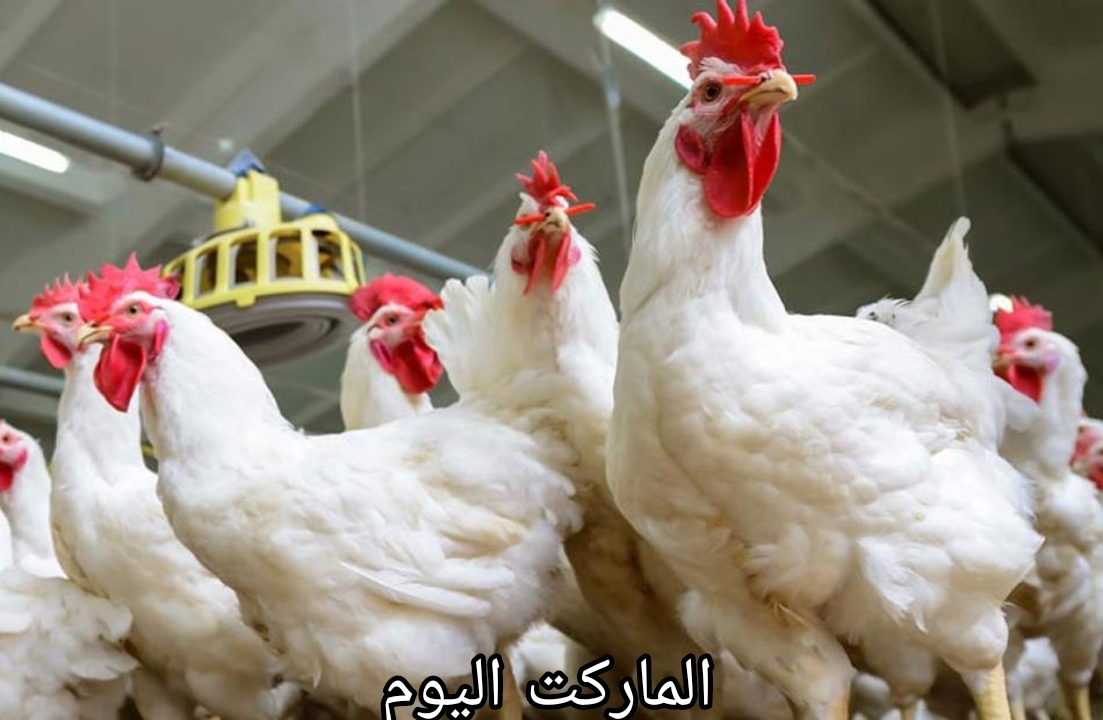 الحقي اشتري واطبخي لعيالك يا ست الكل.. تعرف على أسعار الفراخ والبانيه اليوم السبت 10 أغسطس