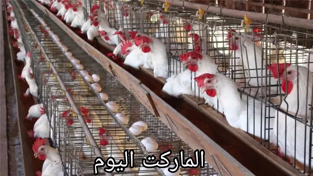 الحقي اشتري وخزني قبل ما ترفع تاني.. انخفاض كبير في أسعار الفراخ والبانيه اليوم الأحد 11 أغسطس 2024 في بورصة الدواجن