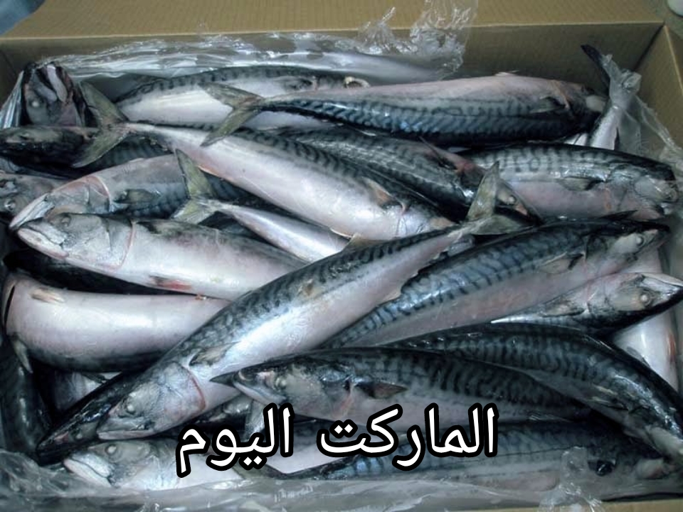 كم سعر كيلو البلطي؟.. اسعار الأسماك اليوم الاثنين الموافق 12 أغسطس 2024