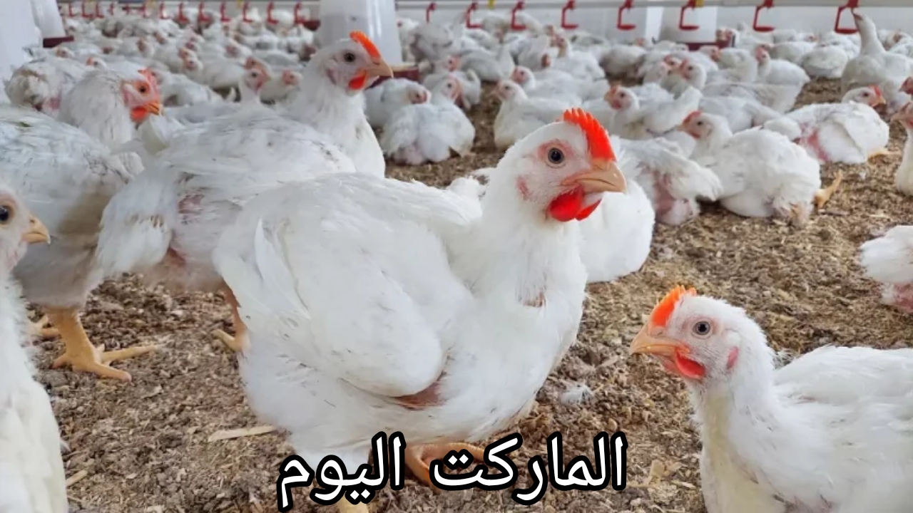 تراجع غير مسبوق.. بورصة الدواجن اليوم الاثنين 12 أغسطس في جميع الشركات ومنافذ البيع