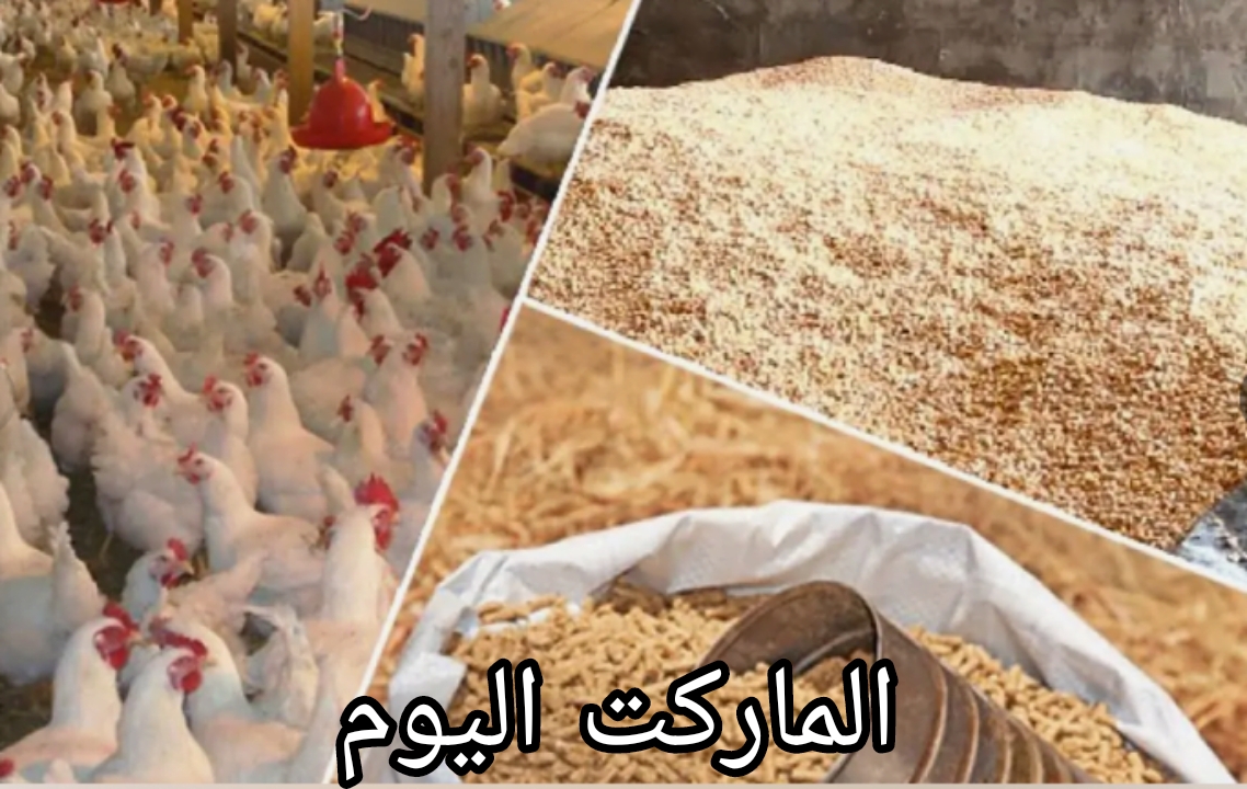 أسعار الأعلاف اليوم الاثنين الموافق 12 أغسطس 2024
