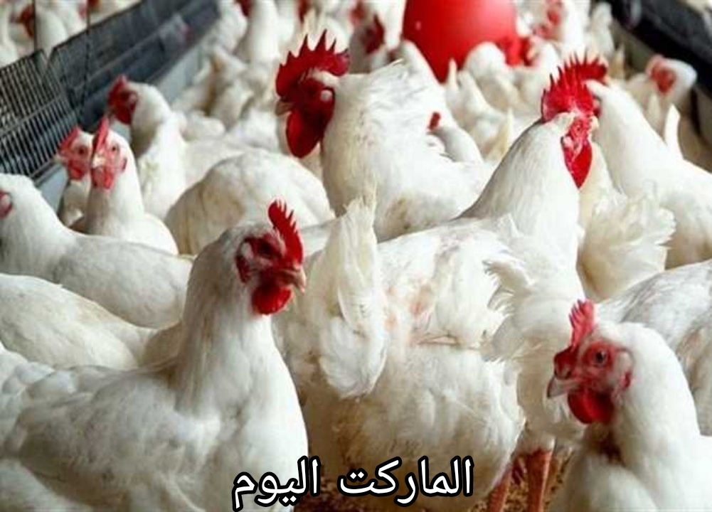 الكرتونة وصلت لكام ؟.. اسعار الفراخ والبيض اليوم الثلاثاء 13 أغسطس 2024