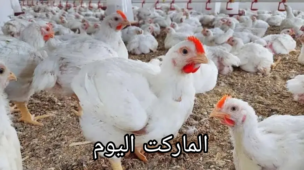 انخفاض جديد.. اسعار الفراخ والبيض اليوم الأربعاء الموافق 14 اغسطس 2024