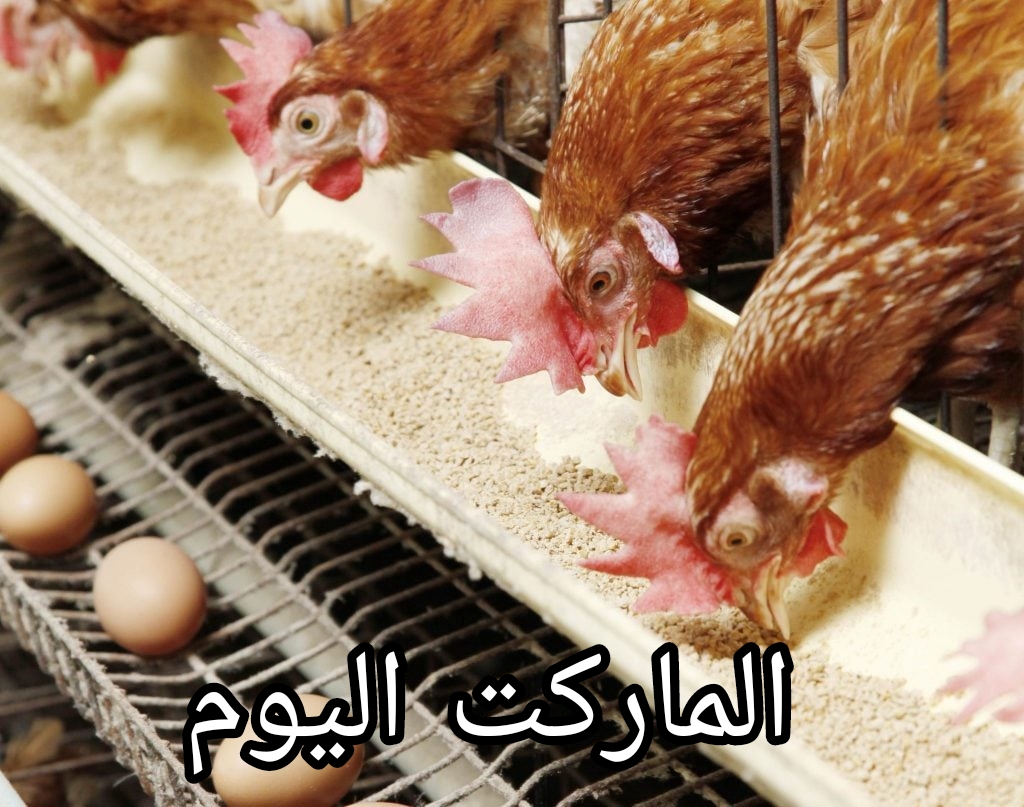 الكتاكيت والدواجن وصلت كام النهاردة؟.. اسعار الفراخ اليوم الخميس 15 اغسطس 2024