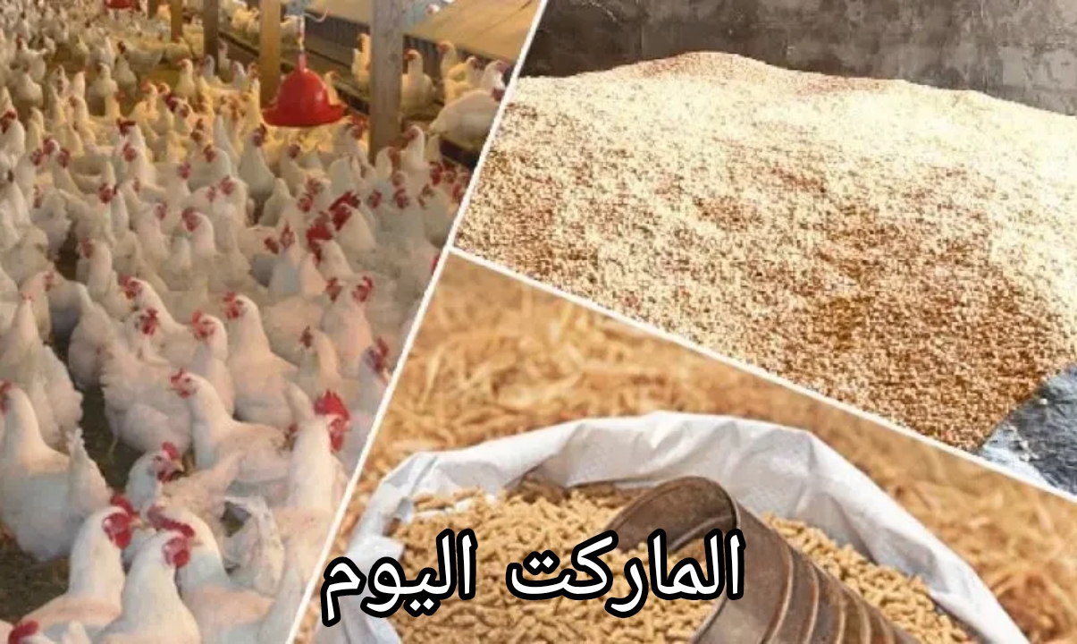 اسعار اعلاف الدواجن اليوم الخميس 15 اغسطس 2024