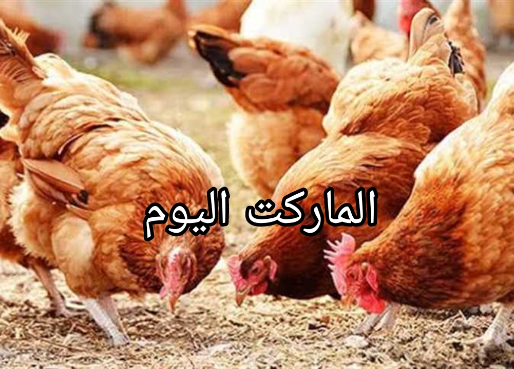 بكام الفراخ البيضاء؟.. اسعار الدواجن والكتاكيت والبيض اليوم الجمعة 16 أغسطس 2024
