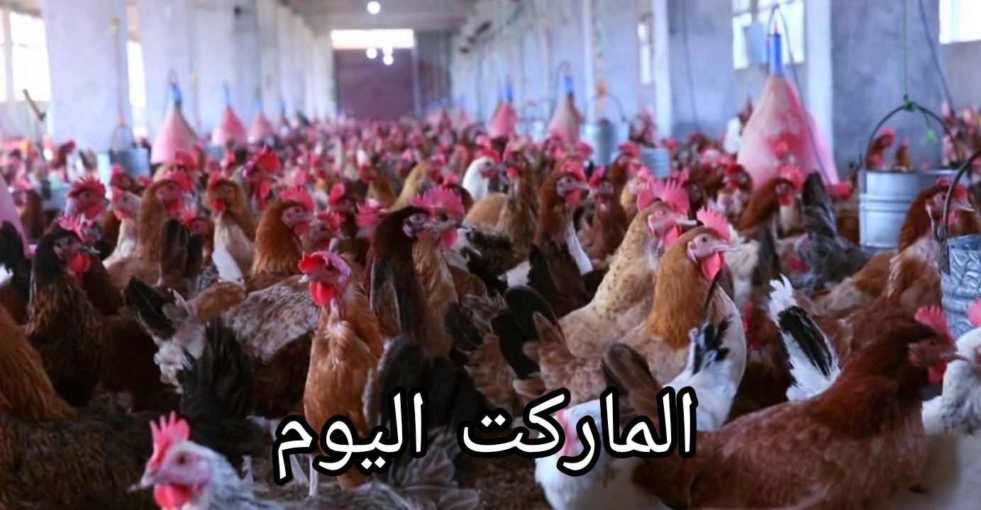 الأوراك بـ 90 جنيه.. أسعار الدواجن اليوم السبت 17 أغسطس 2024
