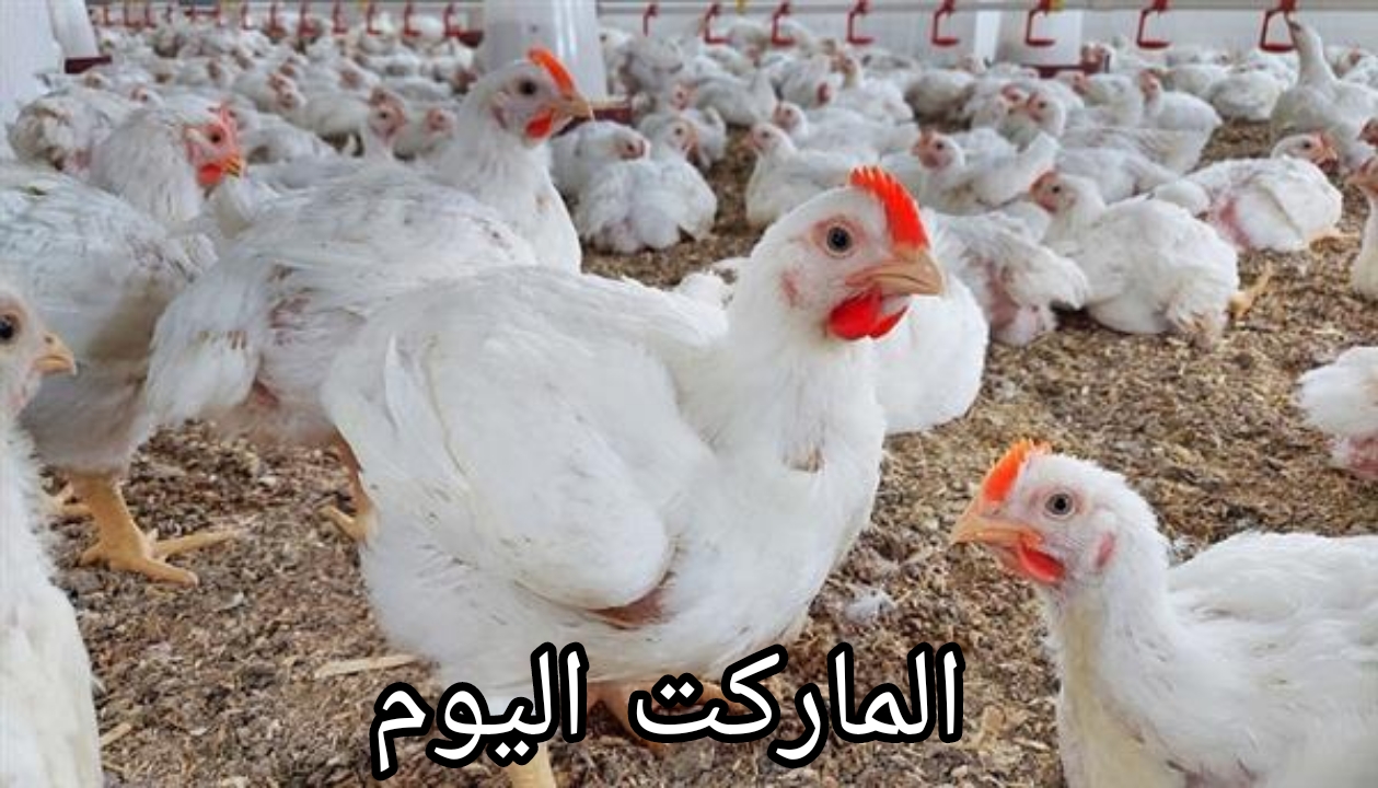 الحقي اشتري وخزني بسرعة.. أسعار الفراخ البيضاء اليوم في الأسواق المصرية 18-8-2024