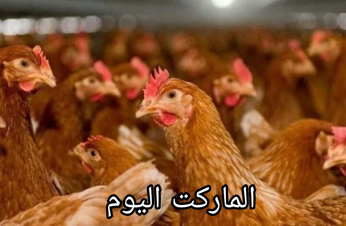 الأمهات بكام؟.. سعر الفراخ البلدي اليوم الخميس 22-8-2024 في بورصة الدواجن