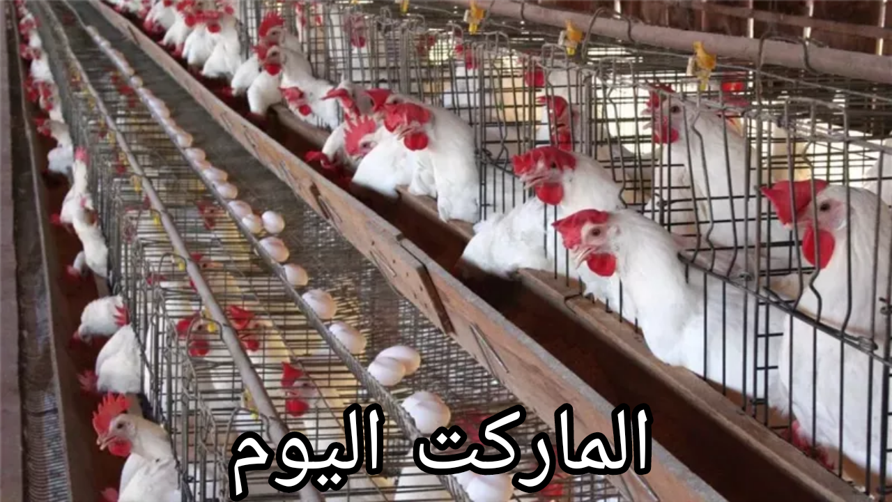 اسعار الفراخ البيضاء اليوم السبت 24-8-2024 في بورصة الدواجن