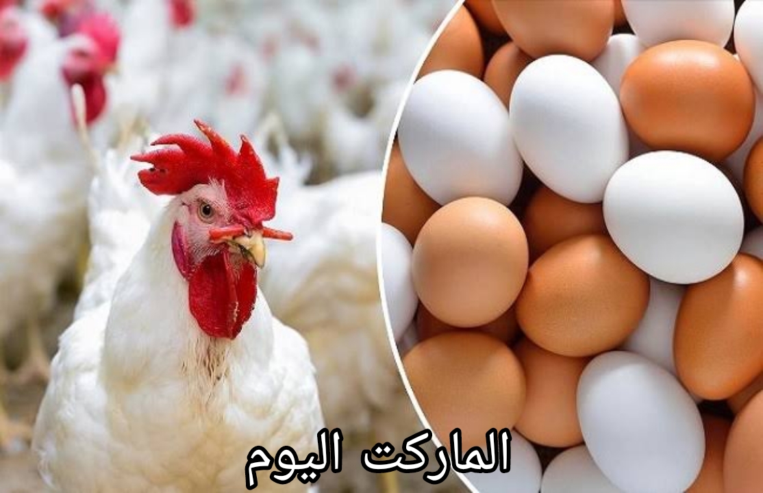 الفراخ البلدي سعرها 125 جنيه.. سعر الفراخ البلدي اليوم السبت الموافق 24 أغسطس 2024