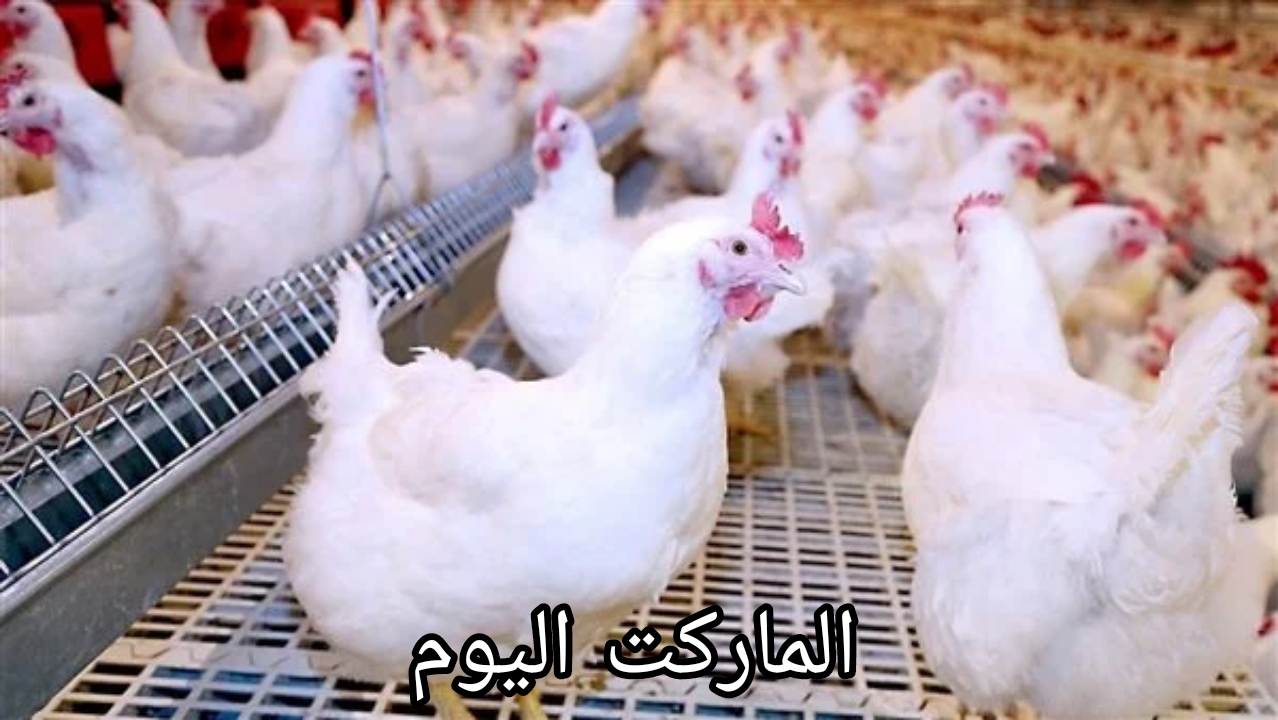 الكيلو وصل لكام؟.. هبوط في اسعار الدواجن والبانيه اليوم الأحد الموافق 25 أغسطس 2024
